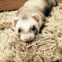 フェレットなどの小動物が亡くなった時のペット火葬