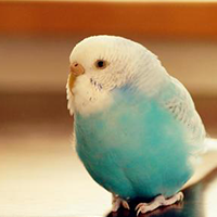 インコのペット火葬の方法と注意点