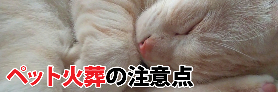 ペット火葬の注意点